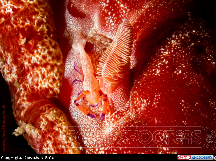 A Emperor Shrimp & Spanish dancer