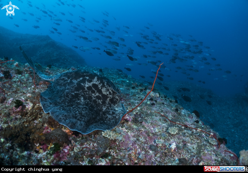 A marbal sting ray