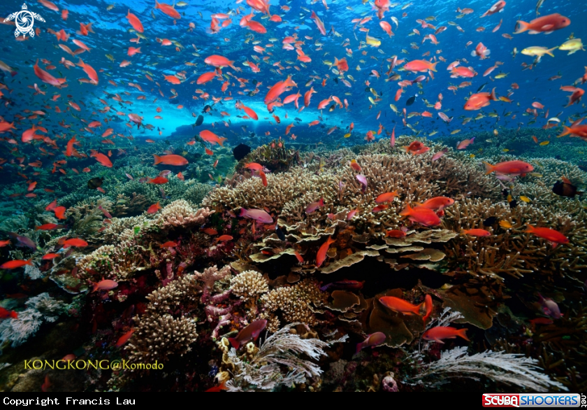 A Shallow Reef