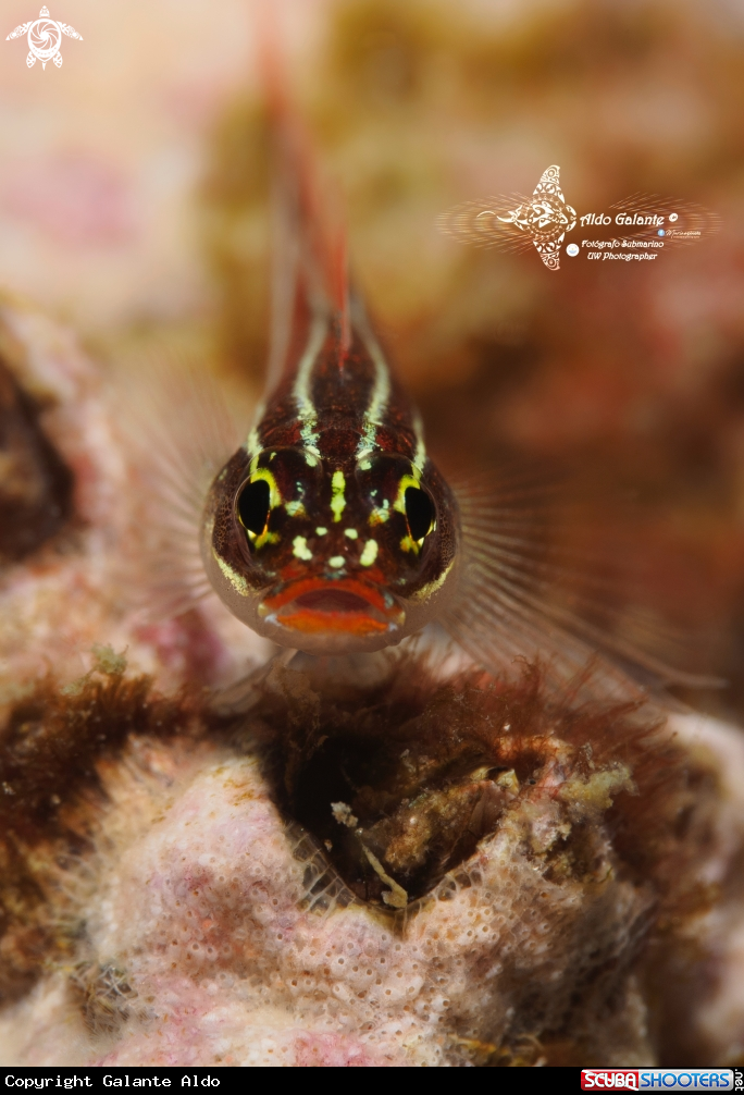 A Tropical Striped Triplefin