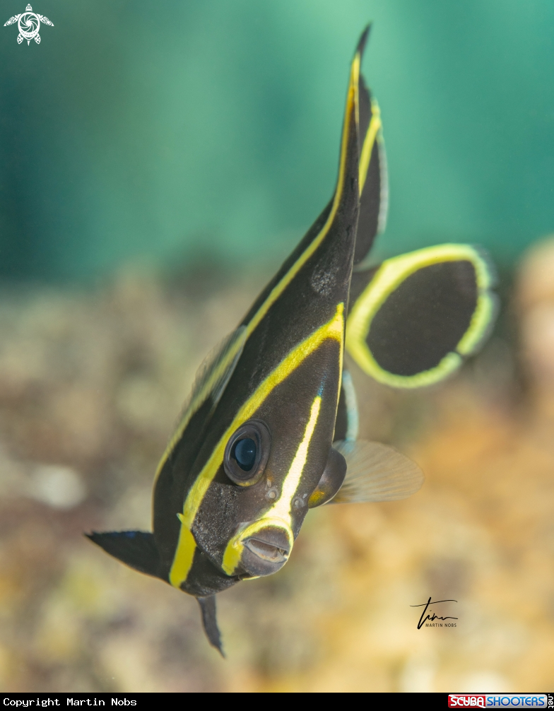 A French Angelfish