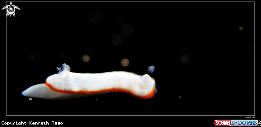 A Nudibrance