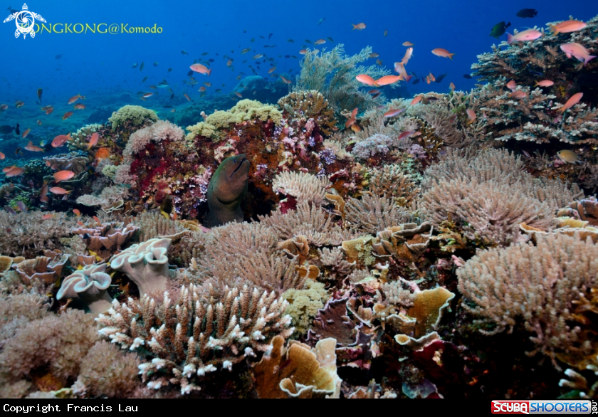 A Coral Garden