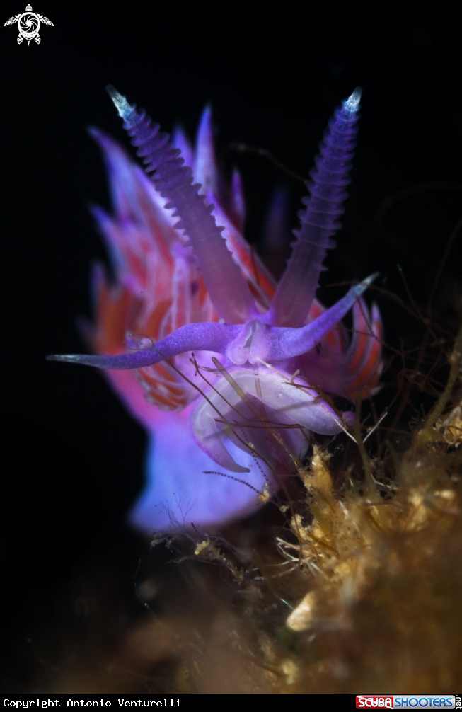 A Flabellina nudibranch