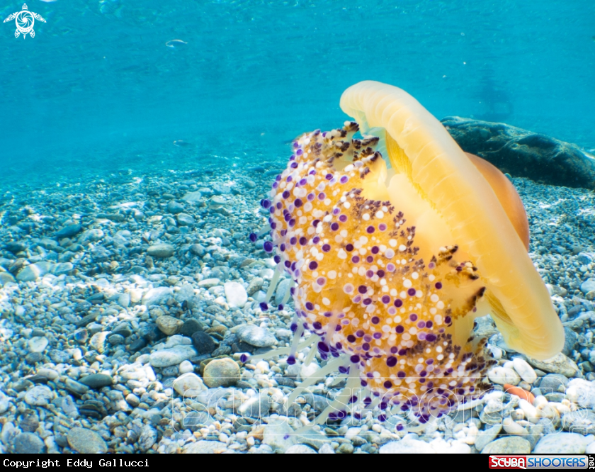 A Cassiopea Mediterranea