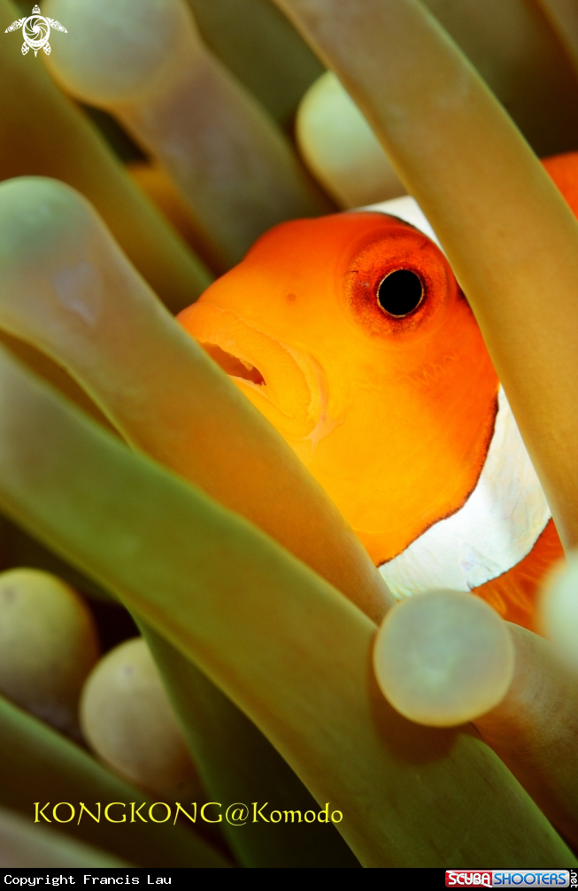A False Clown Anemonefish