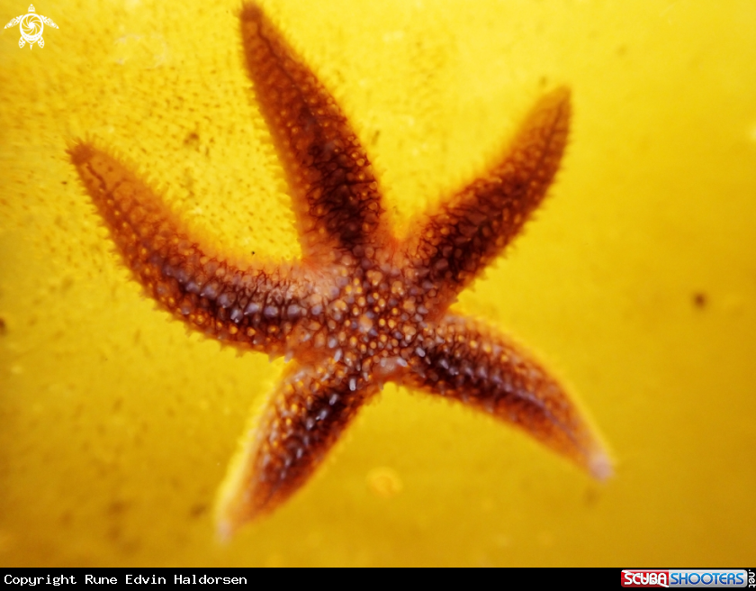 A Sea star
