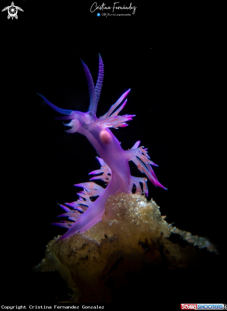 A Nudibranch