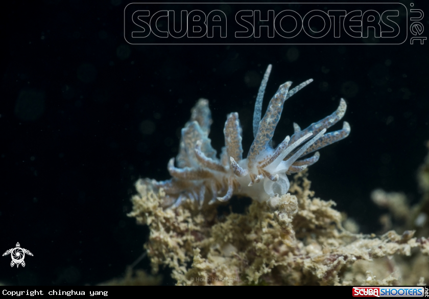 A Phyllodesmium crypticum