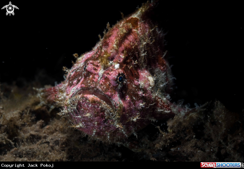 A Painted Frogfish