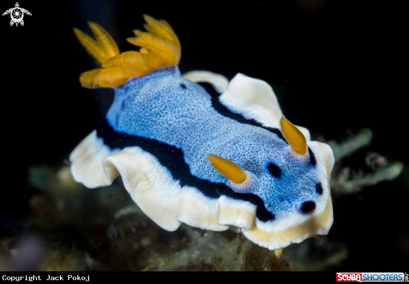 A Chromodoris annae