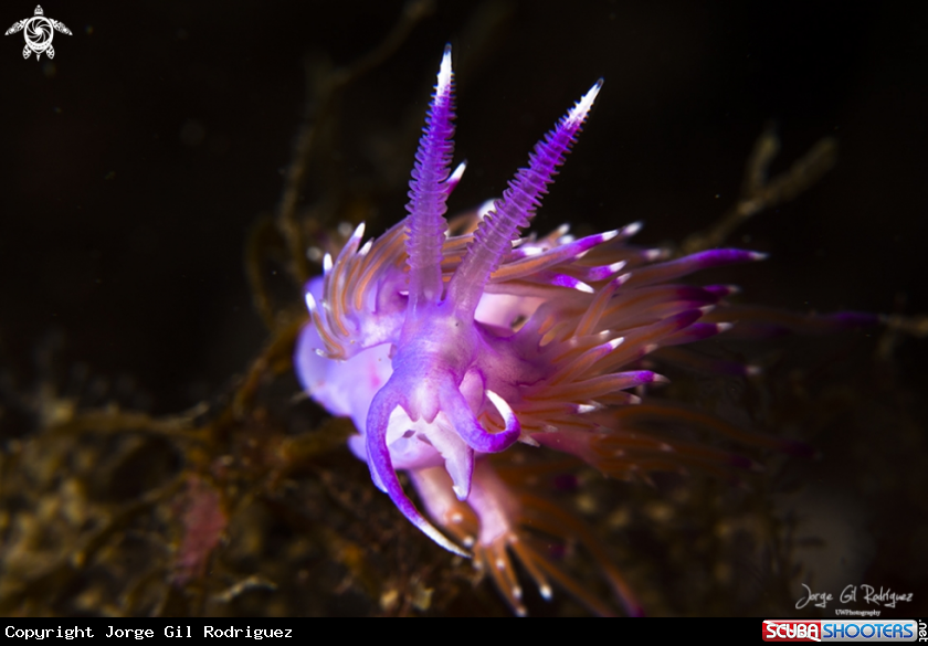 A Flabellina violeta