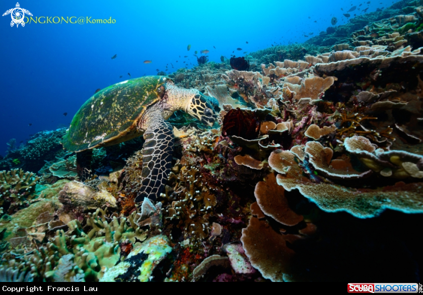 A Green turtle