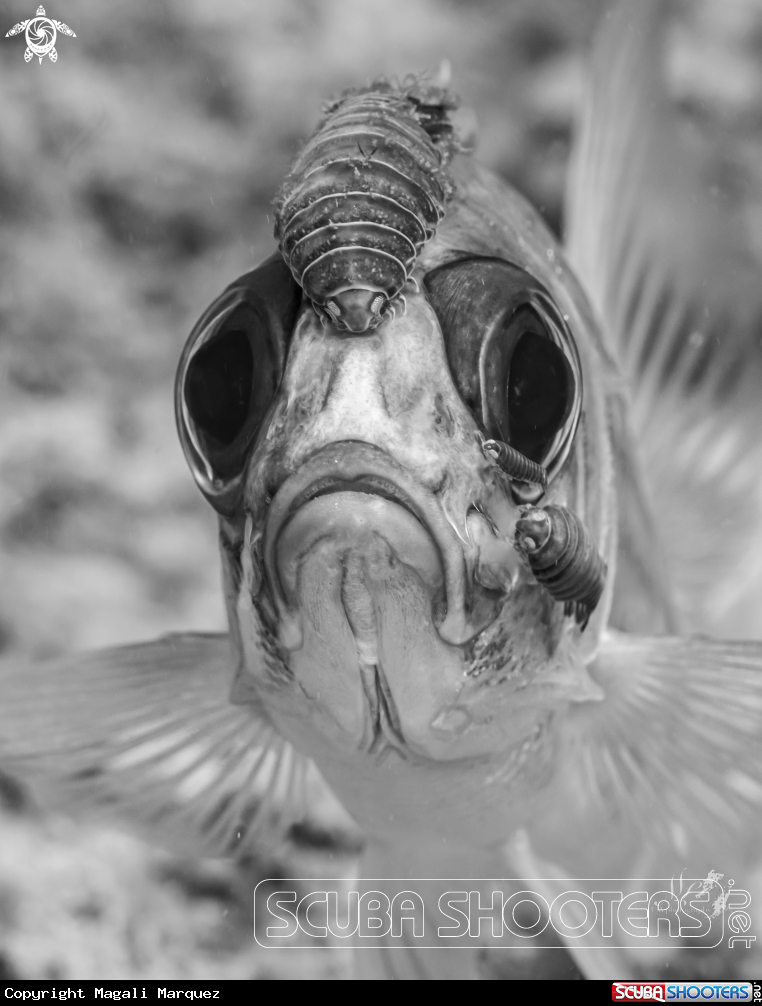 A Squirrelfish 