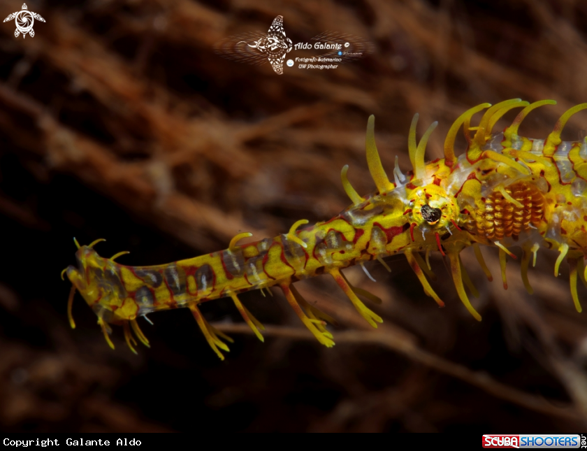 A GHOST PIPE FISH 