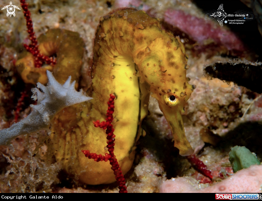 A Tiger Tail Seahorse 