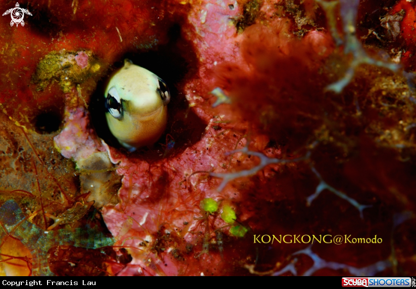 A Komodo Fangblenny