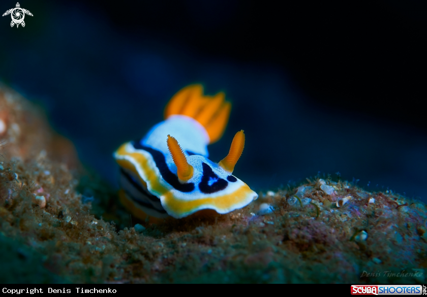 A NUDIBRANCH