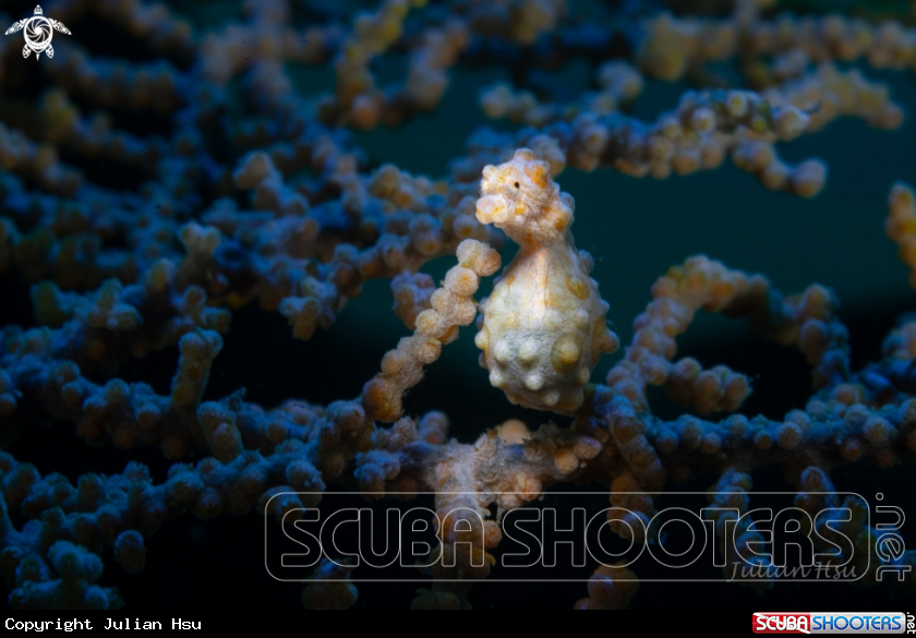 A Bargibant's pygmy seahorse