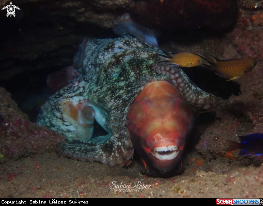 A Pulpo comiéndose una vieja 
