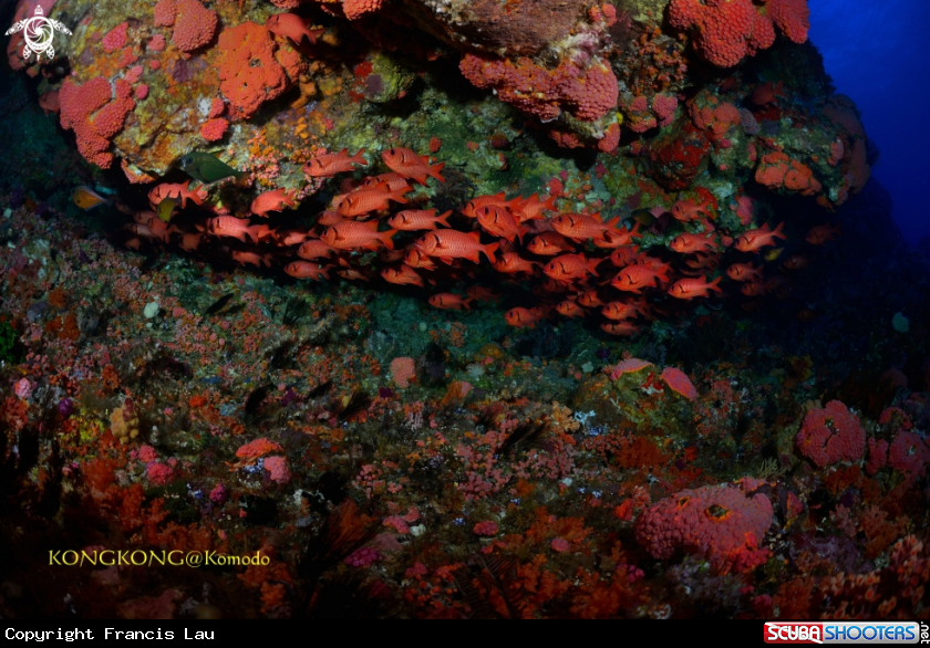 A Robust Soldierfish 