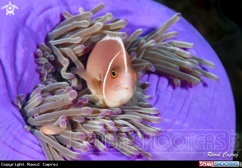 A Amphiprion