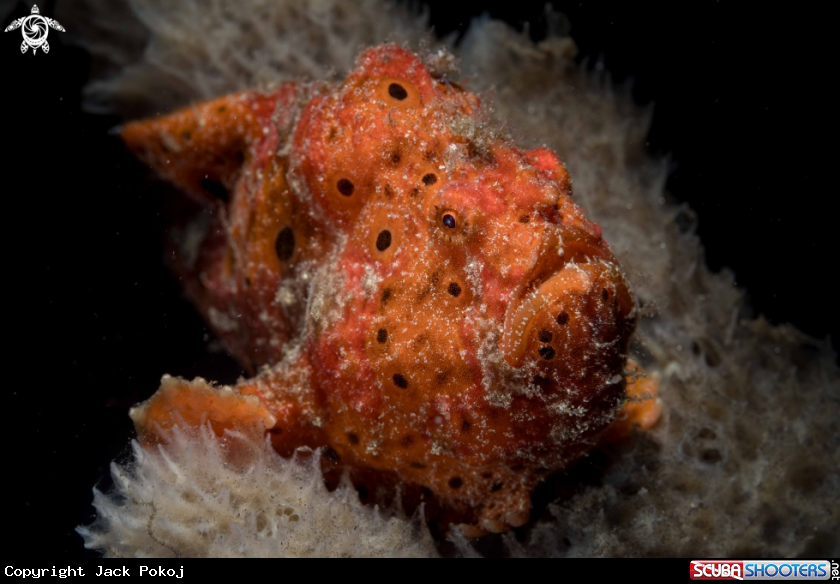 A Painted Frogfish