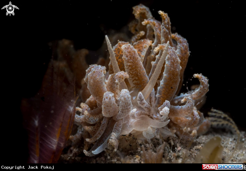 A Phyllodesmium sp.