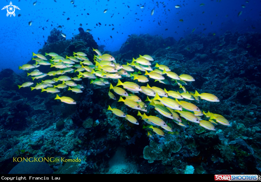 A Yellow snapper