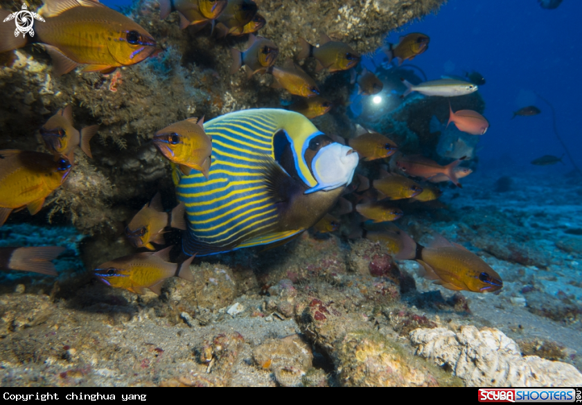 A angle fish