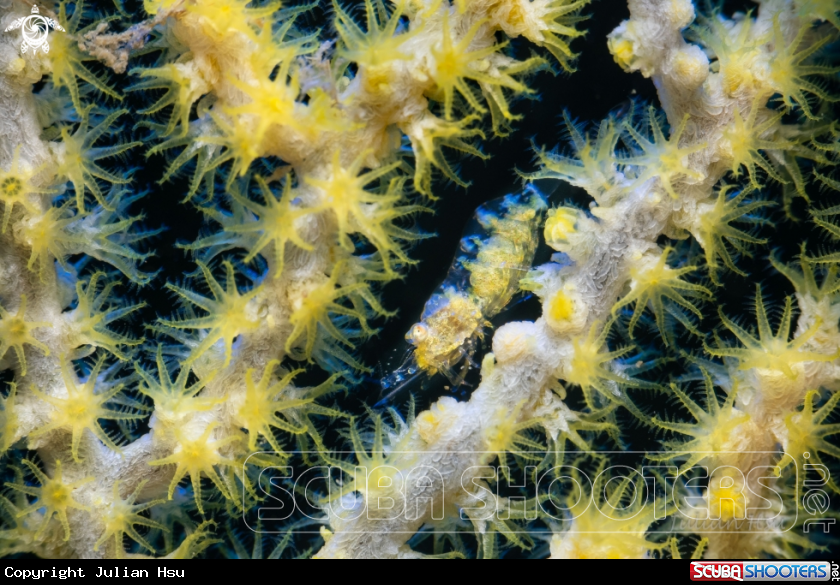 A Gorgonian shrimp