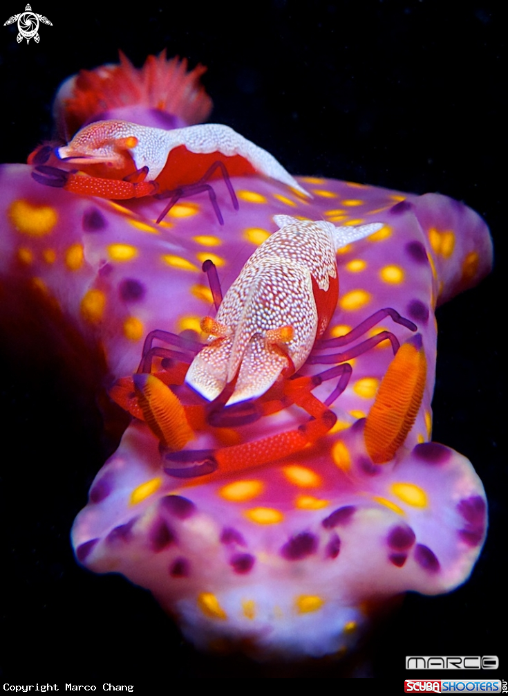 A Emperor shrimp