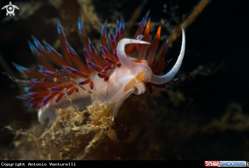 A Cratena nudbranch