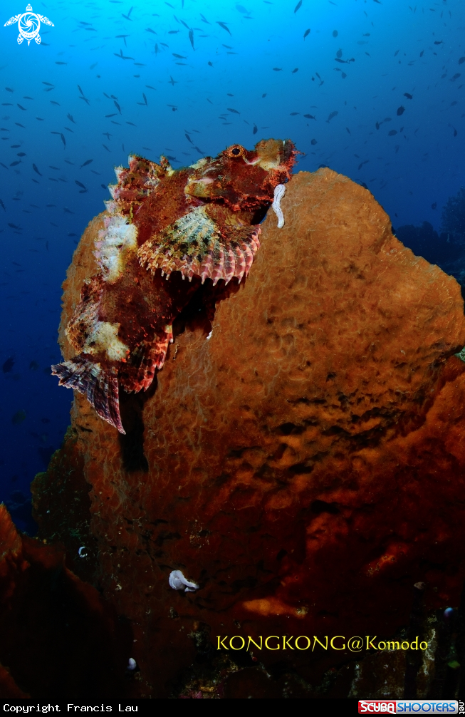 A Scorpionfish