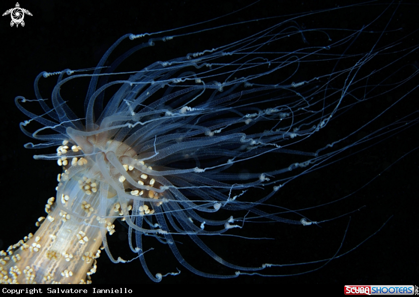 A Alicia mirabilis