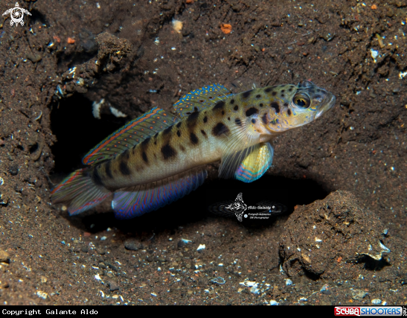 A Shrimp Goby