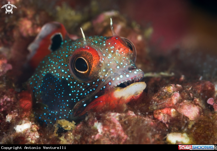 A Barnacle Blenny