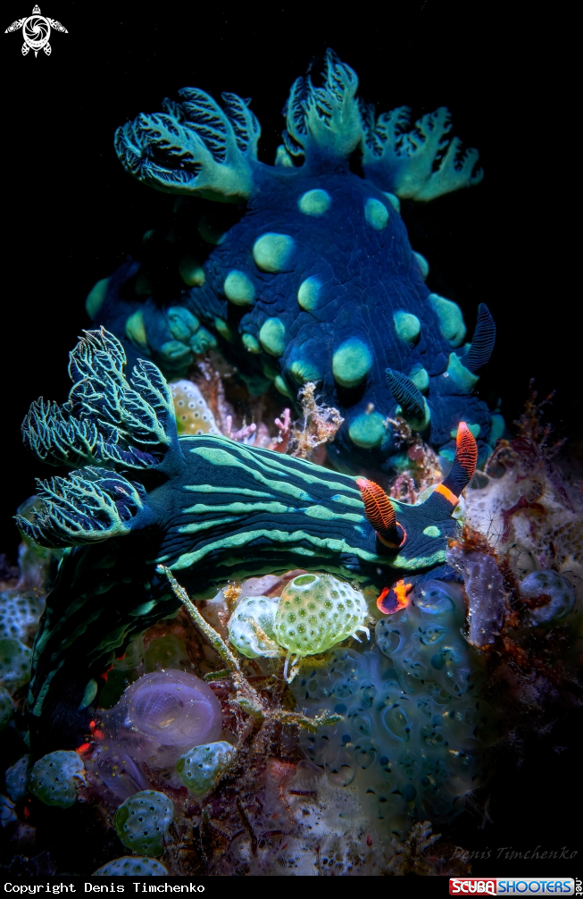 A NUDIBRANCH