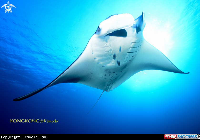 A Manta Ray