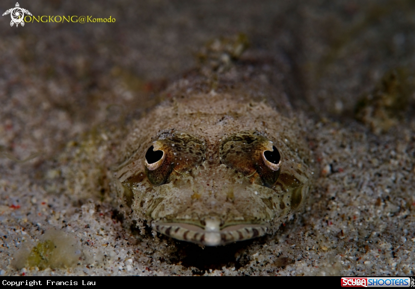 A Juvenile Crocodilefish