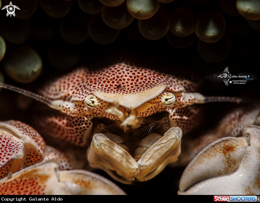 A Porcelain Crab