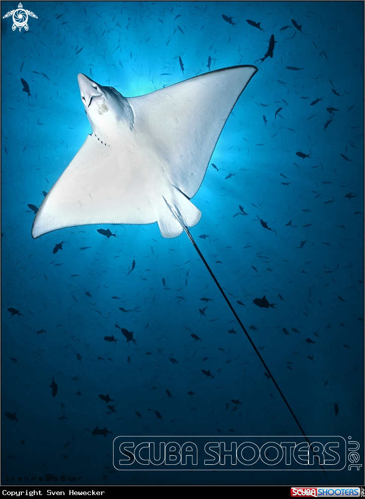 A Spotted eagle ray