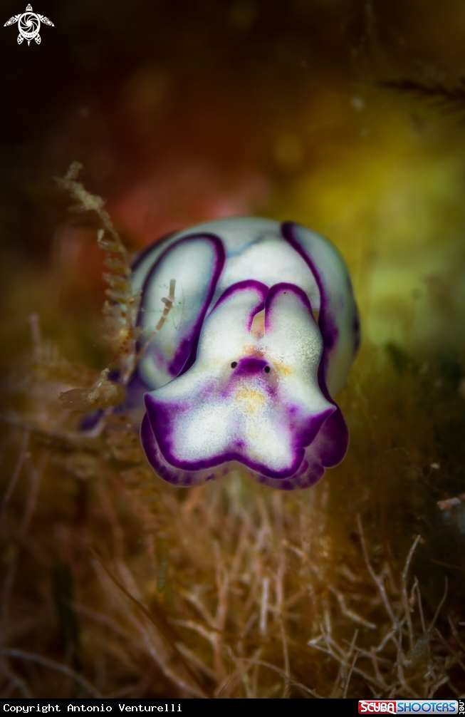 A Lamprohaminoea ovalis