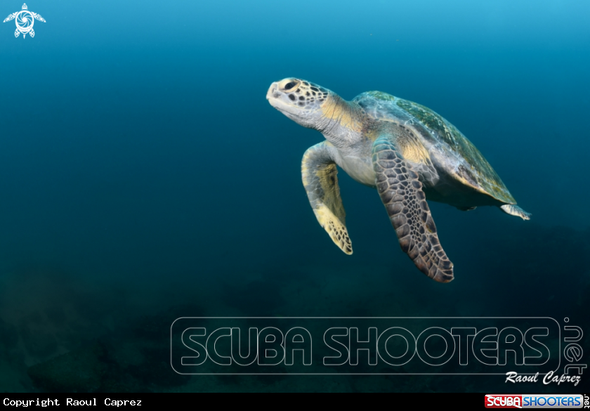 A Turtle