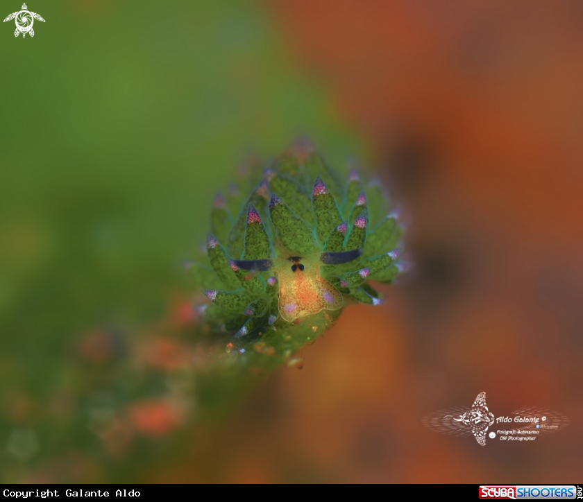 A Leaf sheep - Size: 5 mm/0.20 inch 