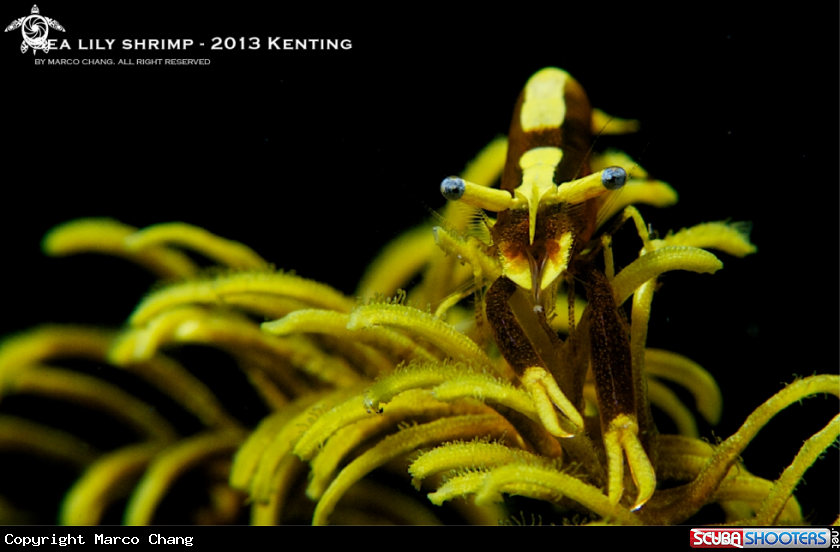 A sea lily shrimp
