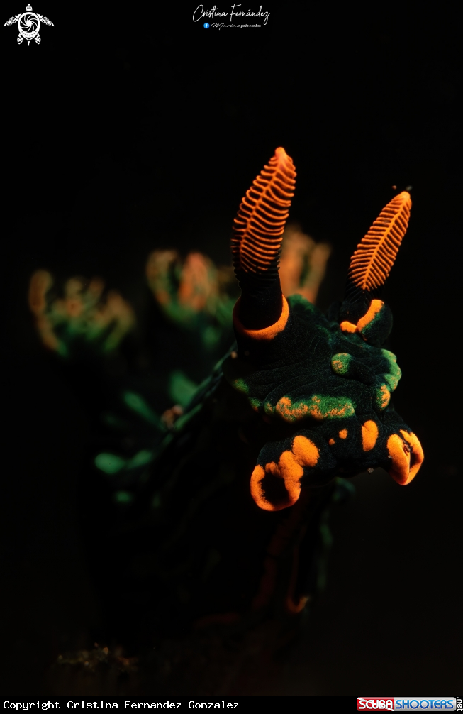 A Nudibranch