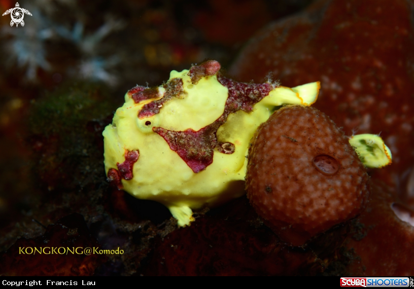 A Warty Frogfish