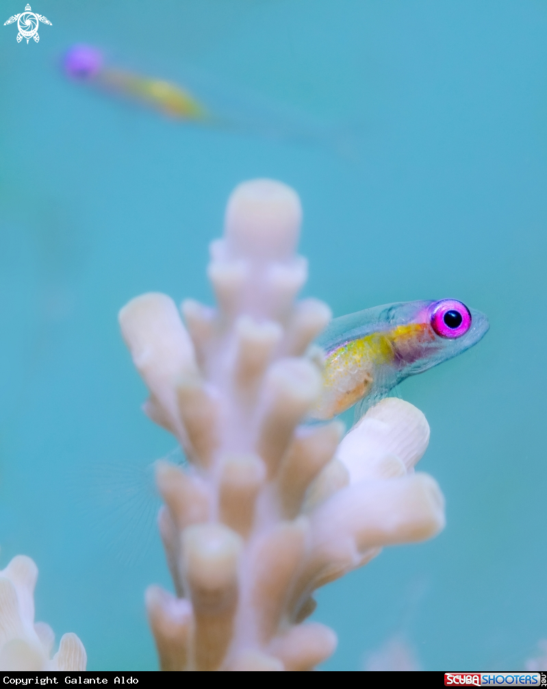 A Pink Eye Goby