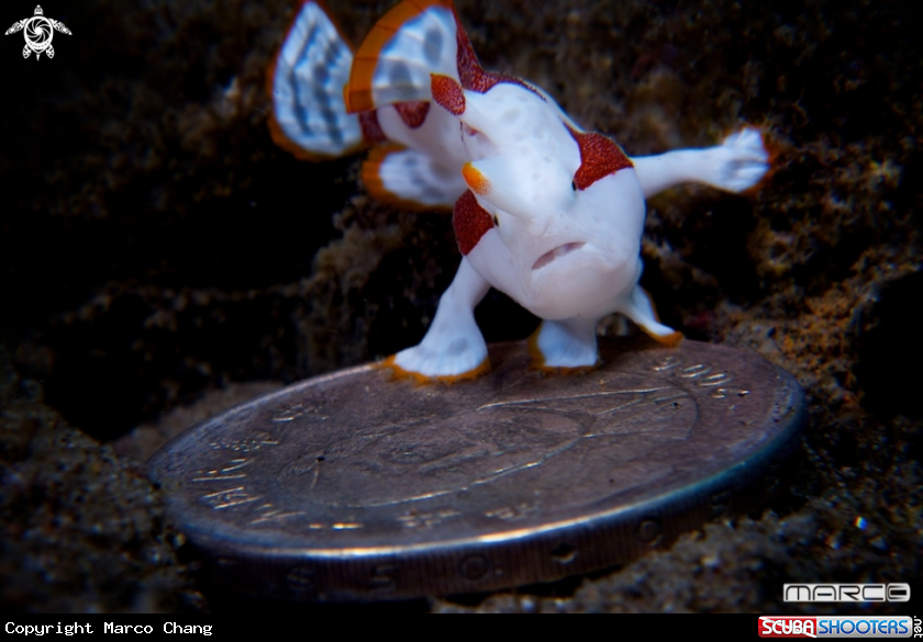 A Clown Frogfish